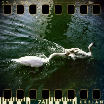 February 21st I: Swan fight