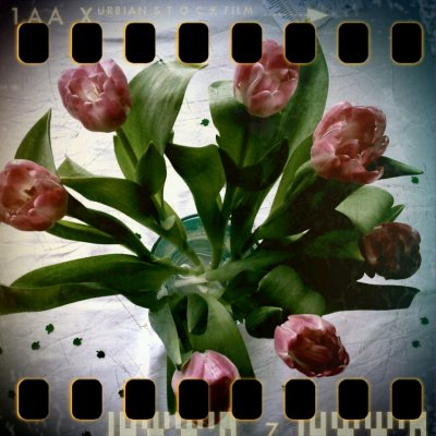 February 27th: Tulips