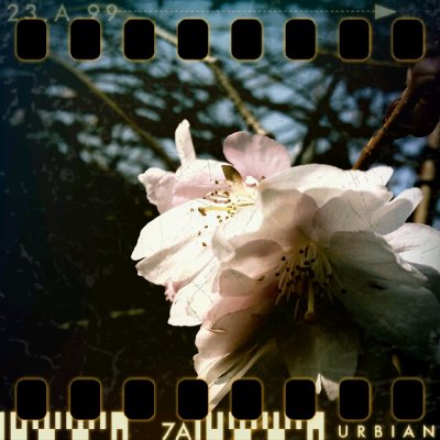 March 1st: Early spring blossom