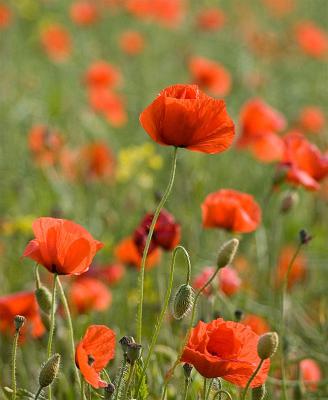 Corn poppies II