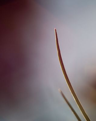 Blade of grass