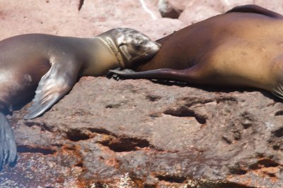 IMG_1505.jpg sea lions