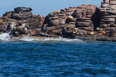 IMG_1528.jpg sea lions