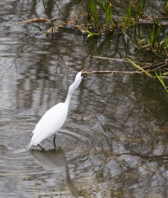 great egret and fish-3309.jpg