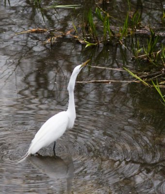 great egret and fish-3314.jpg