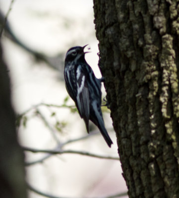 black and white warbler-3834.jpg