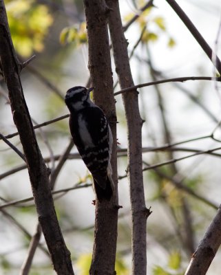 downy woodpecker-3619.jpg