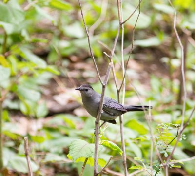 gray catbird-3759.jpg