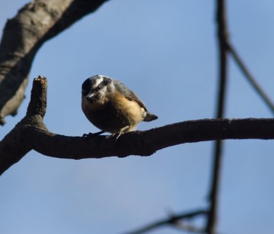 red breasted nuthatch-2633.jpg