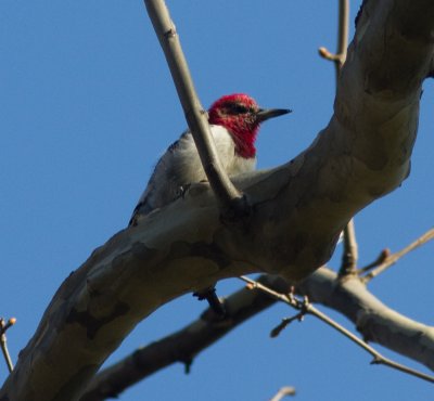 red-headed woodpecker-2565.jpg