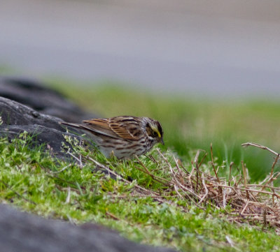 savannah sparrow-3380.jpg