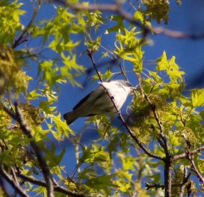 cerulean warbler