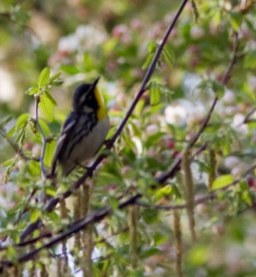 yellow throated warbler-3919.jpg
