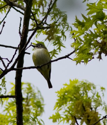 Blue-headed vireo-4459.jpg