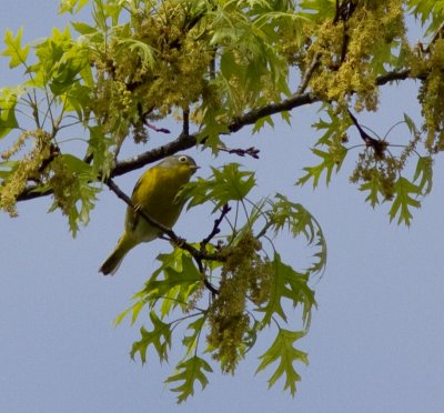Nashville warbler-4480.jpg