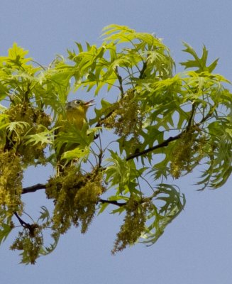 Nashville warbler-4485.jpg