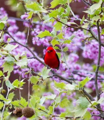 Scarlet tanager-4365.jpg