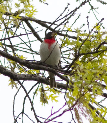 rose-breasted grosbeak-4418.jpg