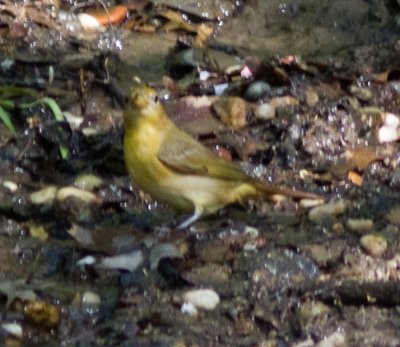 summer tanager-4595.jpg
