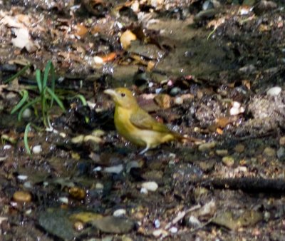 summer tanager-4596.jpg