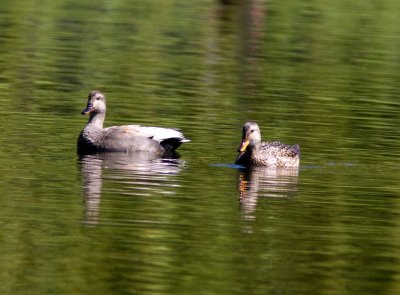 Gadwall-4760.jpg