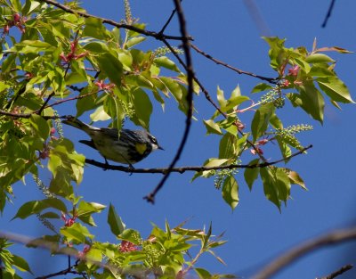 yellow-rumped warbler-4617.jpg
