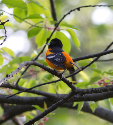 Baltimore oriole-4775.jpg