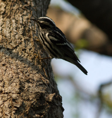 black and white warbler-4857.jpg