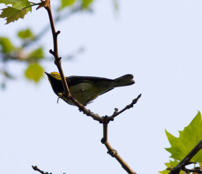 Black-throated green-4798.jpg