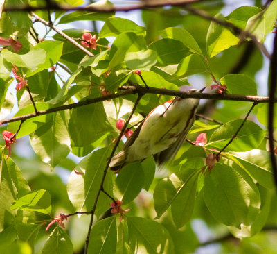 Chestnut-sided warbler-4914.jpg