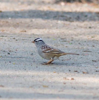 white crowned sparrow-4909.jpg