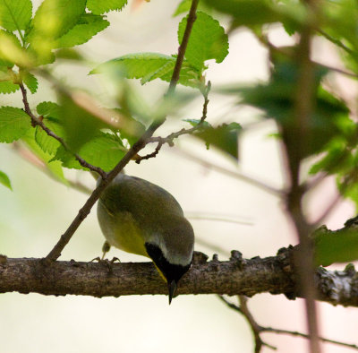 common yellowthroat-5002.jpg