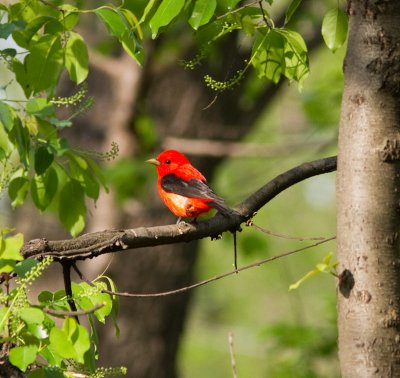 scarlet tanager-4963.jpg