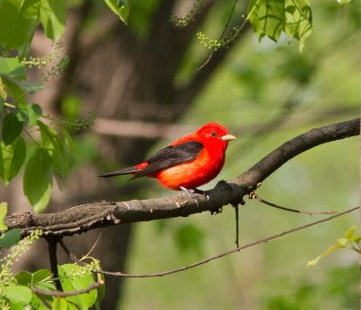 scarlet tanager-4973.jpg