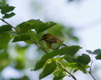 wilson's warbler-5767.jpg