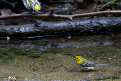chestnut-sided and black throated green-6057.jpg