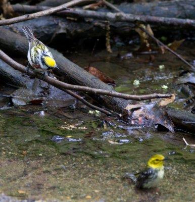 chestnut-sided and black throated green-6067.jpg
