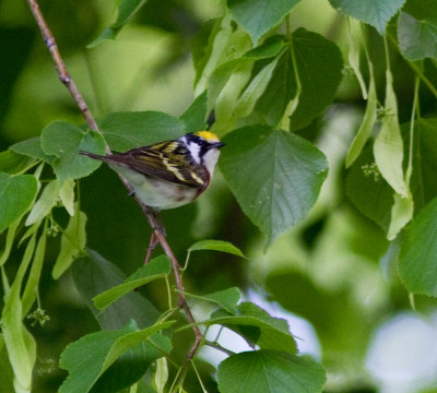 chestnut-sided warbler-5866.jpg