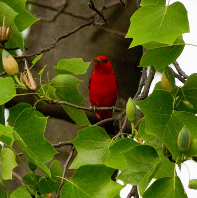 scarlet tanager-5851.jpg