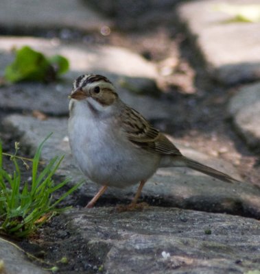 clay-colored sparrow-6484.jpg