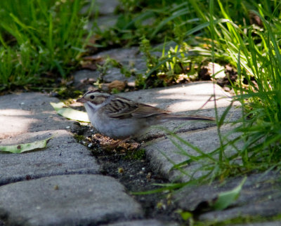 clay-colored sparrow-6515.jpg