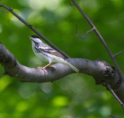 blackpoll warbler-6526.jpg