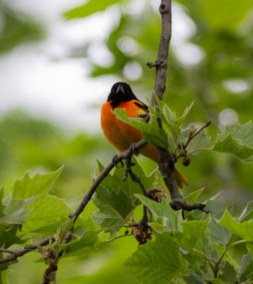 baltimore oriole-6620.jpg