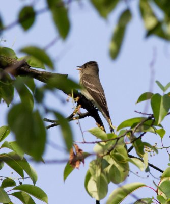 wood-pewee-6765.jpg