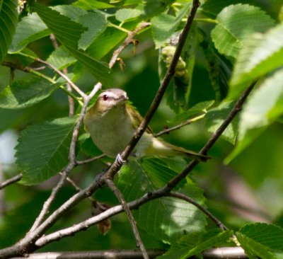 Spring Migration 2011