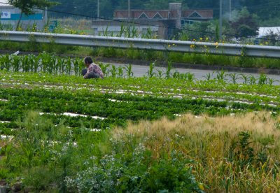 korea-1030908.jpg