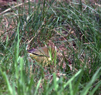 Connecticut warbler 9847.jpg