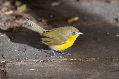 Fall Migration 2011