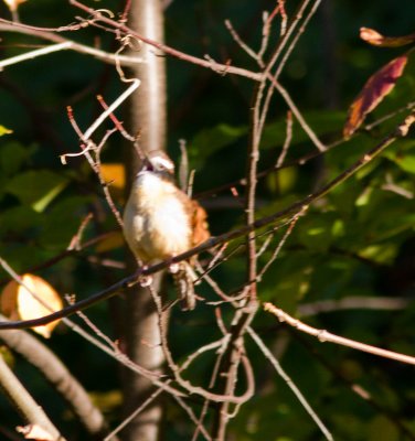 carolina wren-2082.jpg