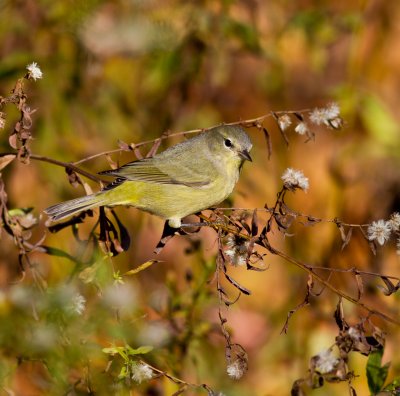 Orange crowned warbler-3047.jpg